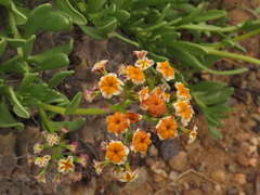 Heliotropium floridum