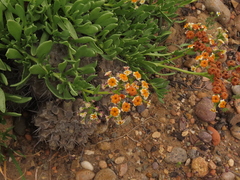 Heliotropium floridum