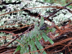 Leptoglossus gonagra
