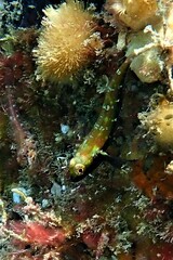 Helcogramma decurrens