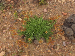 Heliotropium floridum