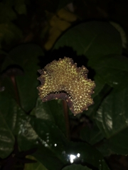 Dorstenia elata
