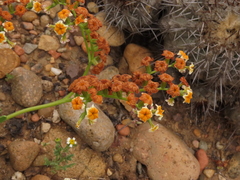 Heliotropium floridum