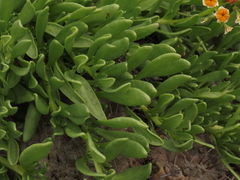 Heliotropium floridum