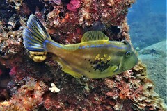 Meuschenia freycineti