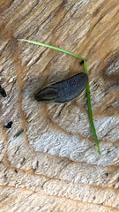 Arion hortensis