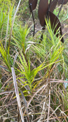 Carex muskingumensis