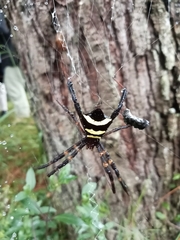 Argiope reinwardti