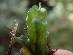 Pellia neesiana