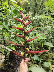 Heliconia