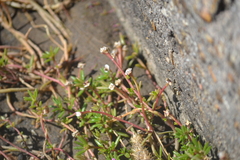 Portulacaceae