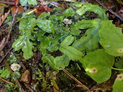 Conocephalum conicum