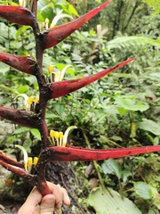 Heliconia