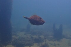 Eubalichthys mosaicus