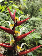 Heliconia