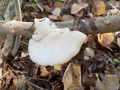 Pleurotus ostreatus