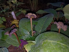 Dorstenia elata
