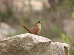 Scelorchilus albicollis