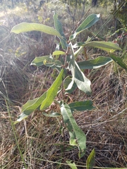 Quercus incana