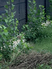 Sylvilagus floridanus