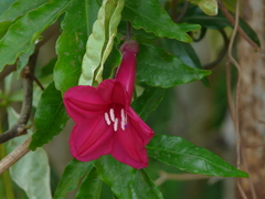 Ipomoea horsfalliae