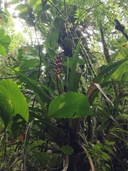 Heliconia