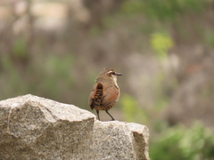 Scelorchilus albicollis