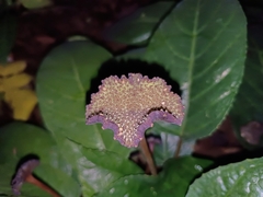 Dorstenia elata