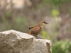 Scelorchilus albicollis