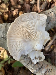 Pleurotus ostreatus