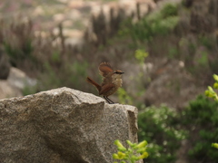 Scelorchilus albicollis