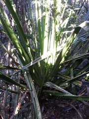 Pandanaceae