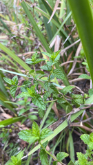Mentha spicata