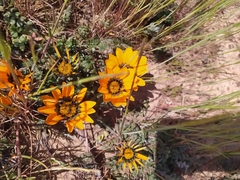 Gazania