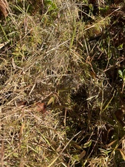 Dichanthelium microcarpon