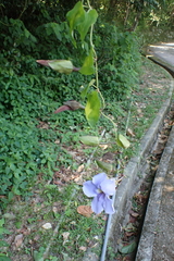 Thunbergia