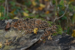 Fuscoporia gilva