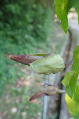 Thunbergia