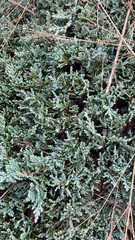 Juniperus horizontalis
