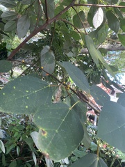 Ficus grossularioides