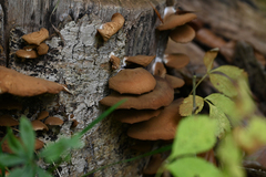 Phyllotopsis nidulans