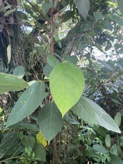 Ficus grossularioides