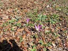 Colchicum montanum