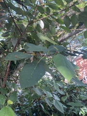 Ficus grossularioides