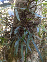 Bulbophyllum aubrevillei