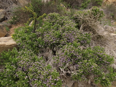 Nolana divaricata