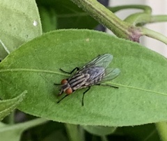 Calyptratae