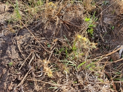 Carlina racemosa image