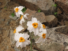 Leucocoryne coronata