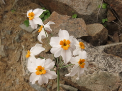 Leucocoryne coronata